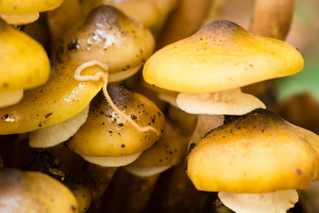 Orange mushroom growing on ground