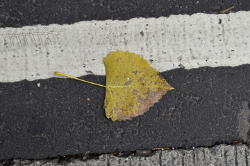 yellow leaf on asphalt