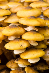 Orange mushroom growing on ground