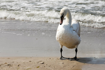 Lonely swan