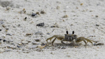 Atlantic Ghost Crab on a beach
