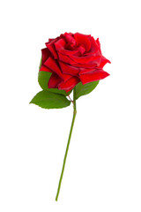 Fresh red rose on a white isolated background.