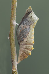Papilio machaon common yellow chrysalis swallowtail about to hatch hanging on a fennel stem