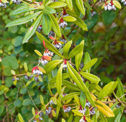 (Berberis verruculosa) Epine-vinette verruqueuse aux rameaux épineux, arqués, portant de petites baies ellipsoïdales bleutées, aux pédoncules framboisés, au feuillage brillant et vert et rougeâtre