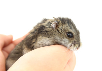 Small gray rodent on a hand on a white background