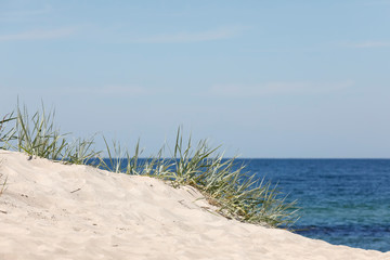Wild grass on the sea coast