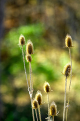 Obraz premium Teasel - Dipsacus 0093