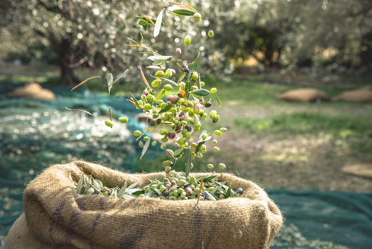 Harvested fresh olives in sacks in a field in Crete, Greece for olive oil production, using green nets.