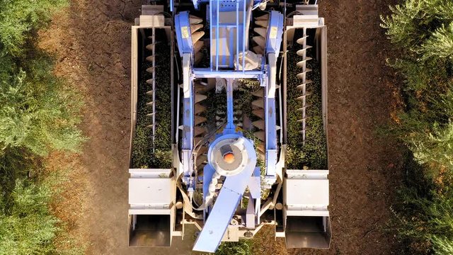 Olive Harvester passing over rows of Olive Trees and softly shaking and detaching the olives off the branches, Top down aerial footage of the process.