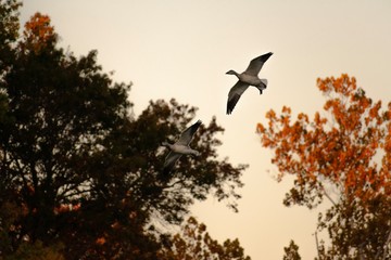 birds in flight