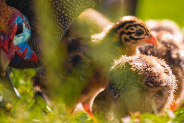 Close up of cute tiny guineafowl keets feeding with their parents in a grass meadow at sunset.