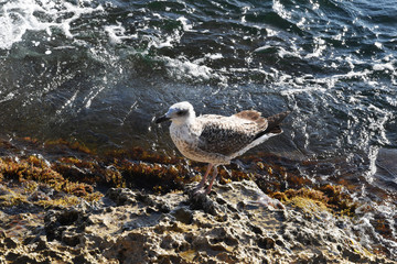 A lone seagull stands on a stone shore, the sea foams off the coast.