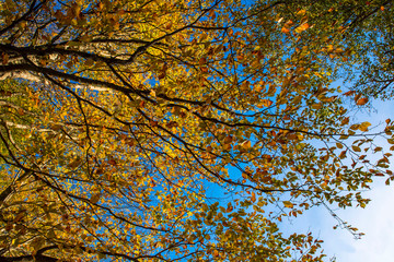 autumn leaves on blue sky