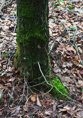 Moss tree trunk in the forest