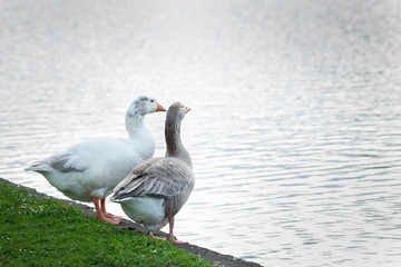 Geese by the lakeside in Western Springs Park in central Auckland