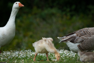 Fluffy baby goose eating grass with parents