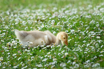 Fluff ybaby goose with white spring flowers