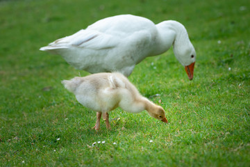 Fluffy baby goose eating grass with parent