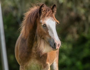 Gypsy Vanner horse colt foal head