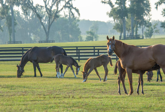 Thoroughbred horse mares and foals in paddock