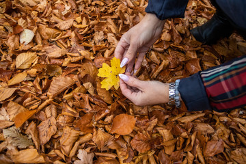 Young woman collect fallen leaves in a forest. Colorful leaves in autumn.