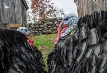 Fototapeta na wymiar Domestic Turkey pair in farmyard