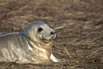Grey seal pup in morning sunlight. © Stephen Ellis 35