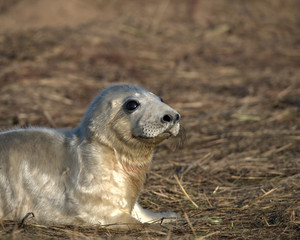 Grey seal pup in morning sunlight © Stephen Ellis 35