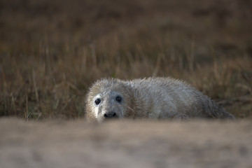 Grey seal pup with wet fur