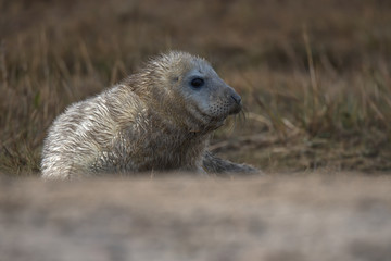 Grey seal pup with wet fur