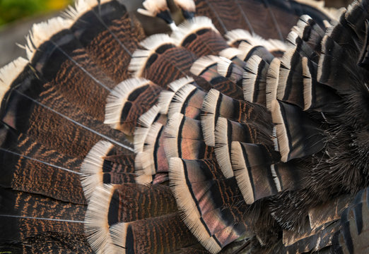 Domestic Turkey Feathers Detail