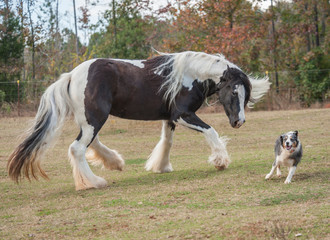 Gypsy horse mare and runs and plays with dog