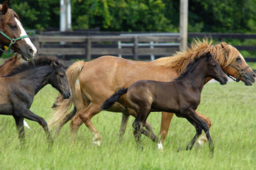 Paso Fino foal runs with mare