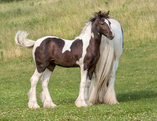 Fototapeta na wymiar Gypsy horse mare and foal 