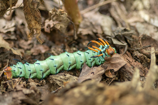 Hickory Horn Devil Catepillar, Larvae Of Regal Moth