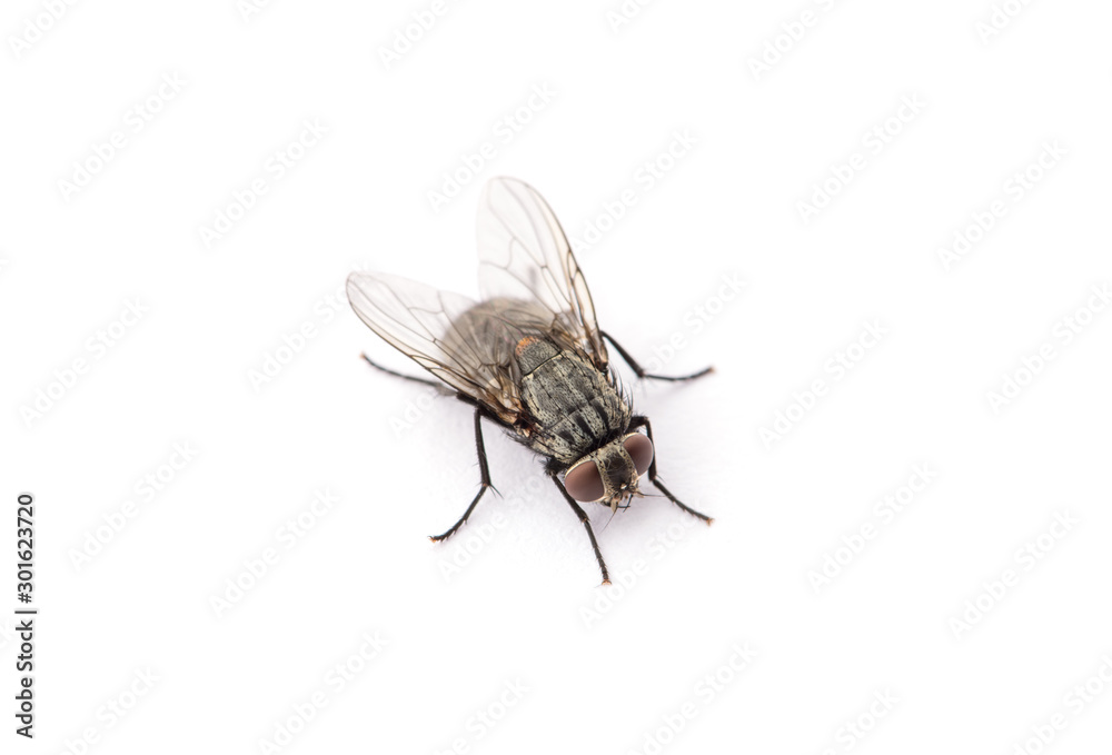 Sticker fly isolated on a white