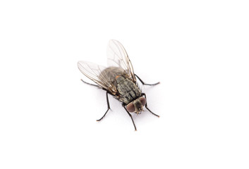 fly isolated on a white