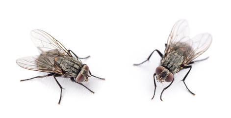 fly isolated on a white