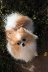 Portrait of small fluffy dog looking to the camera