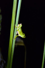 Grenouille verte Tarapoto Pérou Amazonie