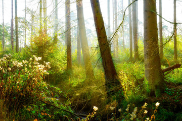 Schöne Szene im Herbstwald mit hellem Sonnenlicht, das durch die Bäume im Nebel scheint © Günter Albers