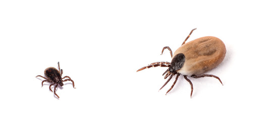 health danger disease-carrier ticks