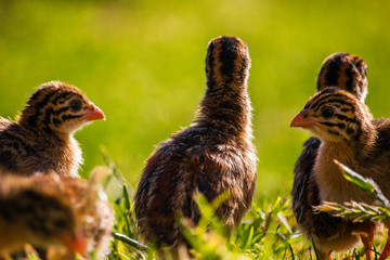 A flock of cute tiny guineafowl keets standing in a grass meadow at sunset.