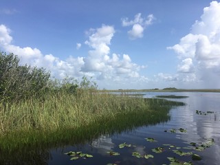 Naklejka na ściany i meble Everglades Swamp Area Florida USA