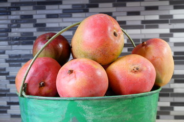 Mangoes in a  Bucket