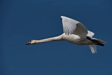 Mute swan in flight with blue sky.