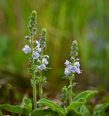Common speedwell (Veronica officinalis) growing in meadow in Shenandoah National Park in central Virginia in mid-June.