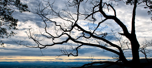 Trees silhouettes, overlooking the Shenandoah Valley from Skyline Drive in Shenandoah National Park, Virginia.