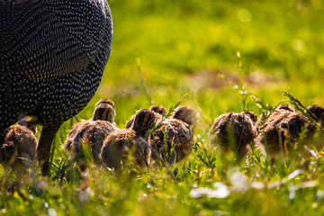 Cute tiny guineafowl keets following their mom in a grass meadow at sunset.