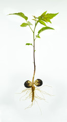 Seedling of American black walnut tree ((Juglans nigra) showing nut from which it sprouted, taproot and secondary roots, stem, and leaves. - obrazy, fototapety, plakaty